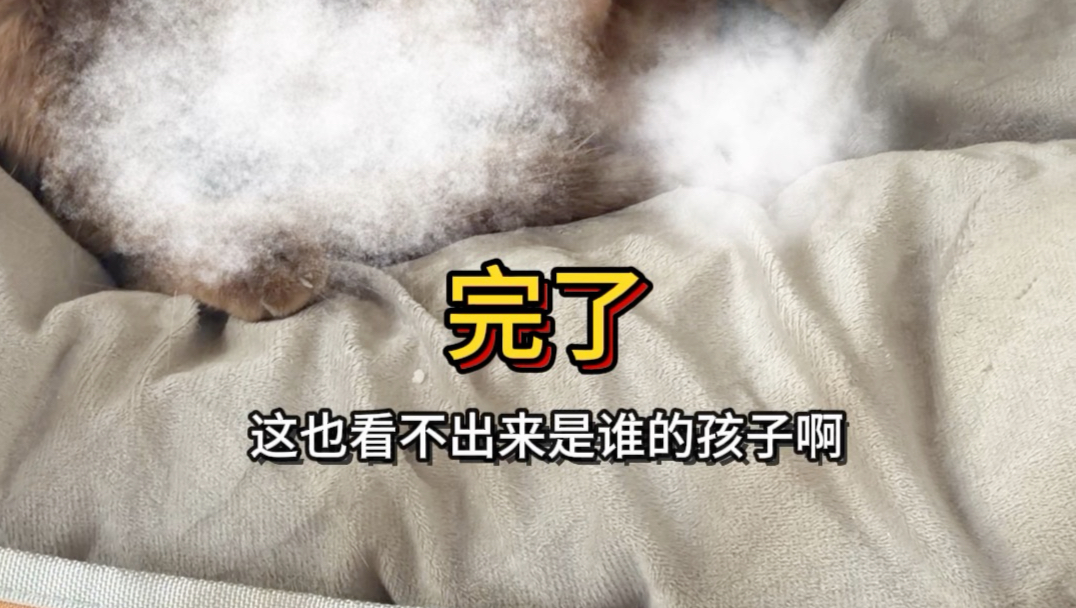 小猫的爸爸到底是谁