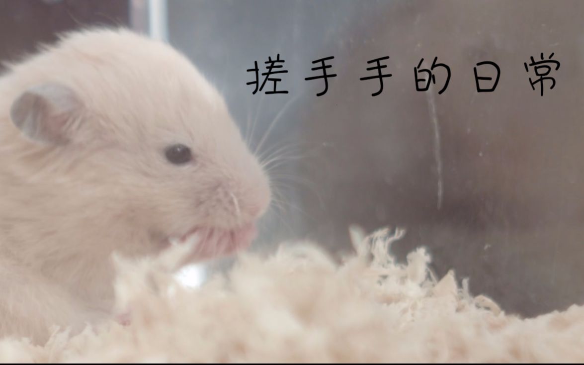 【金丝熊】仓鼠搓手手,睡觉觉._哔哩哔哩 (゜-゜)つロ 干杯~-bilibili