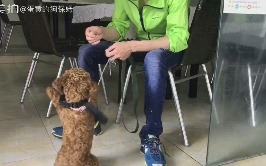 【揭露伪训犬师】详解【犬道】以及学员【蛋黄育宠课堂】调整行为中的训练问题哔哩哔哩bilibili