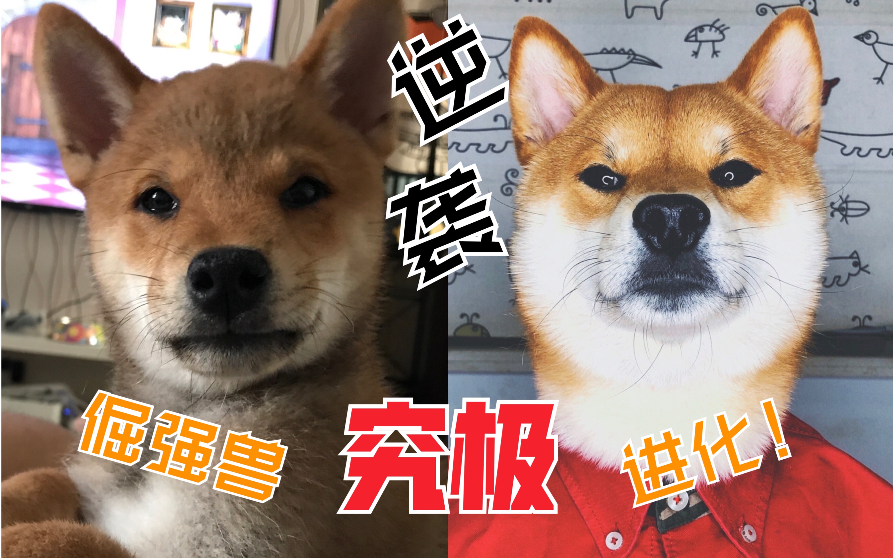 【柴犬小乖】一只土狗的进化之路哔哩哔哩bilibili