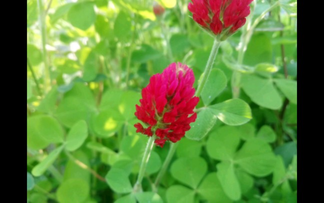 绛三叶开花的样子