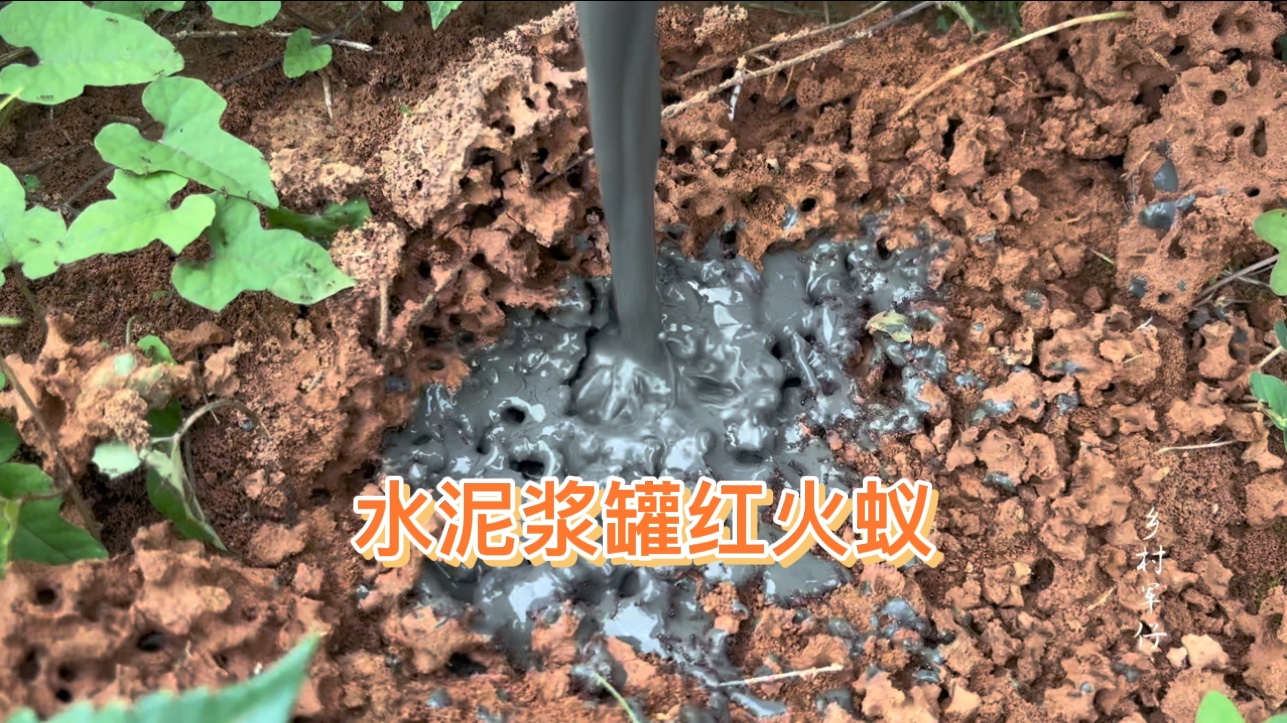 野外发现红火蚁穴!往里灌入“水泥浆”48小时后凝固成艺术品哔哩哔哩bilibili