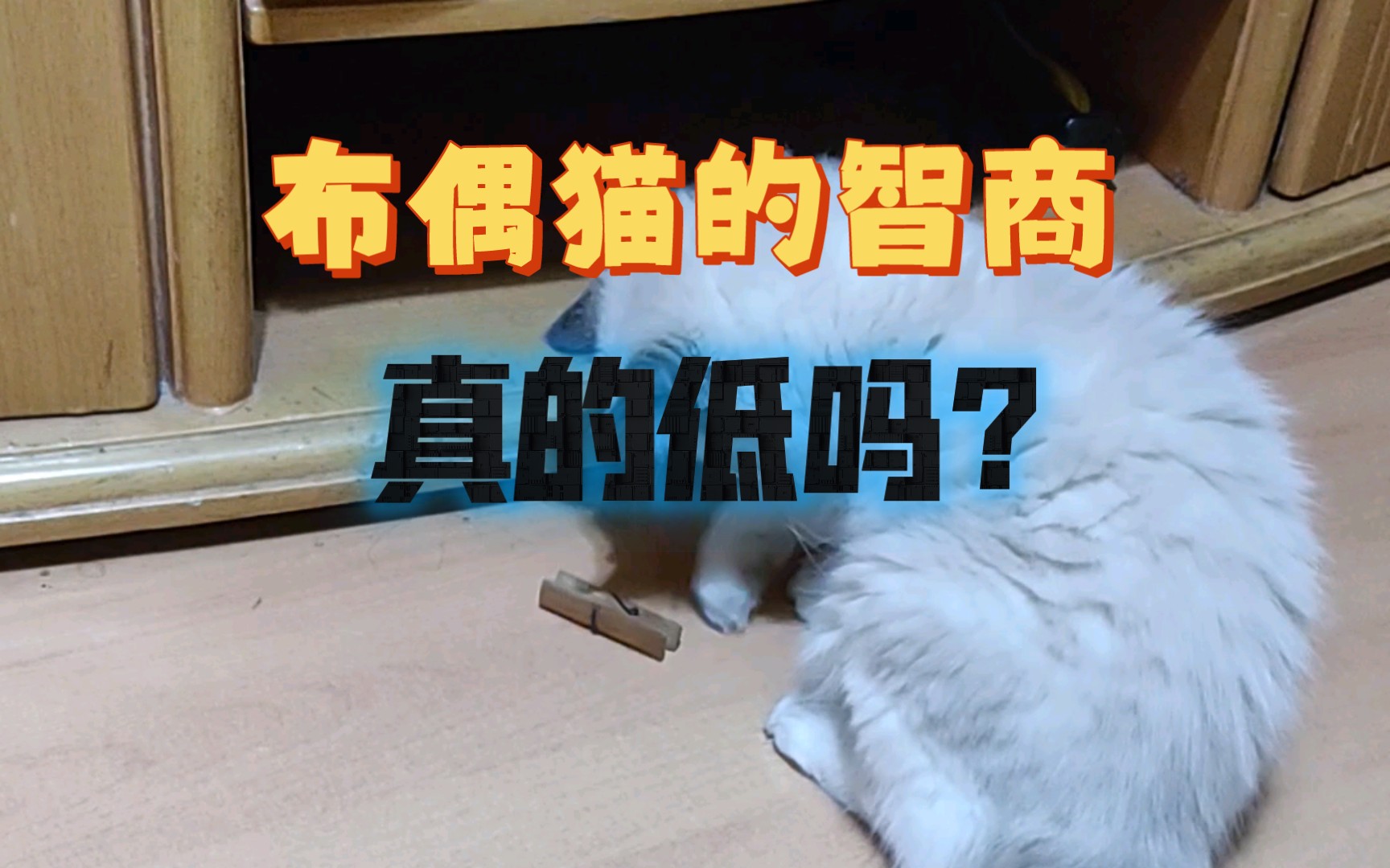 布偶猫的智商是不是真的低?哔哩哔哩bilibili