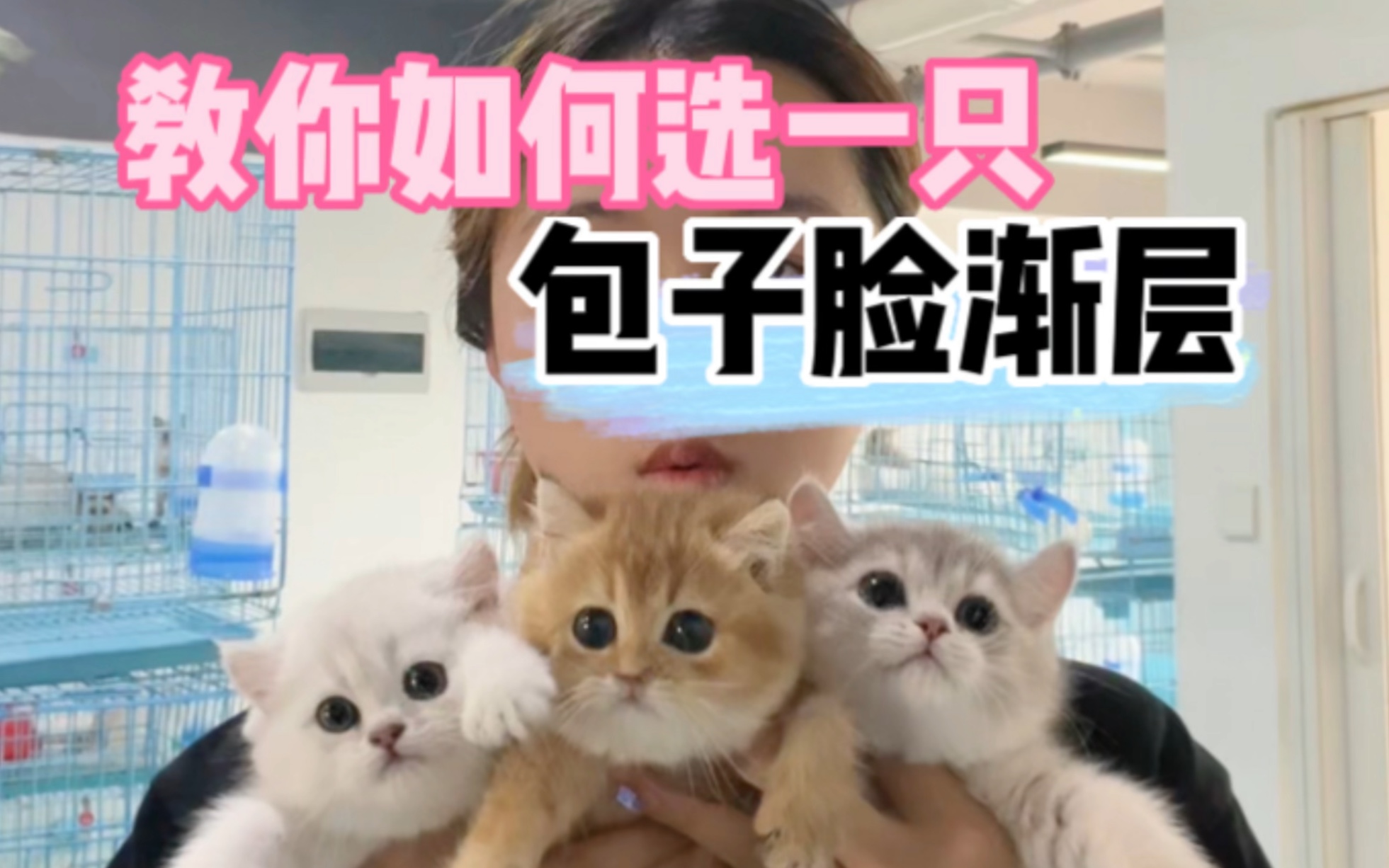 渐层系列的猫应该怎么选我来告诉你!哔哩哔哩bilibili