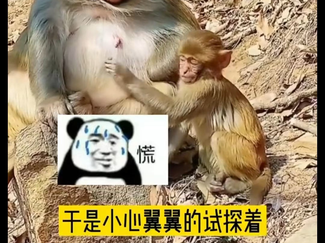 喝neinei表情包图片