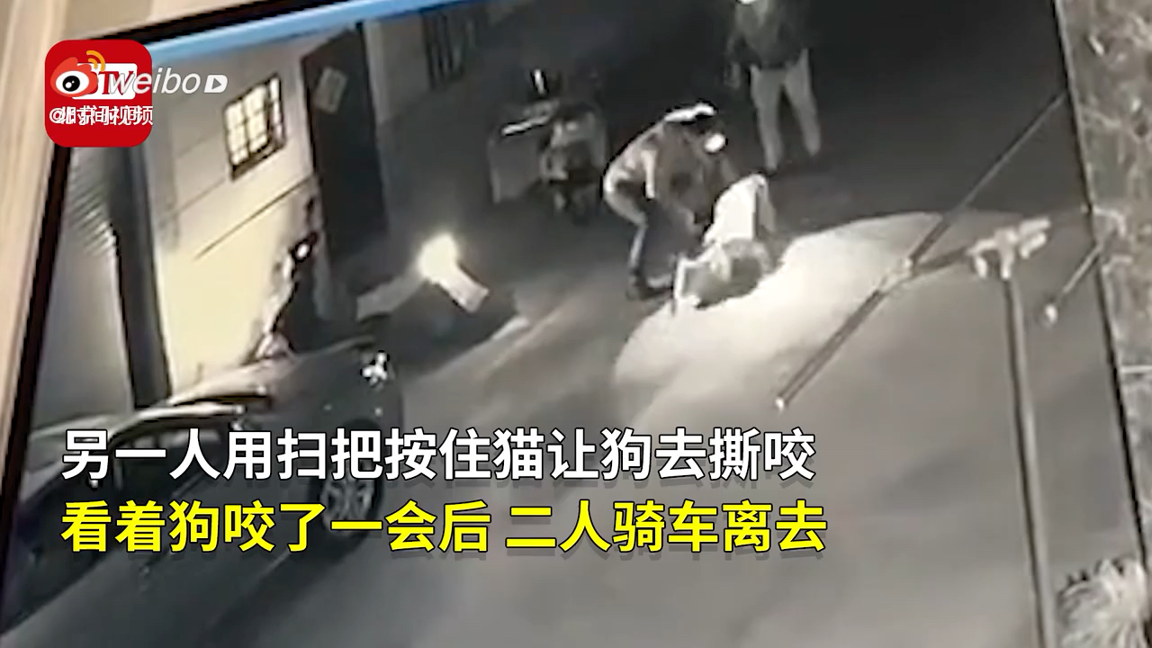 太残忍了!俩男子按住猫让狗将其活活咬死 猫主人:已报警哔哩哔哩bilibili