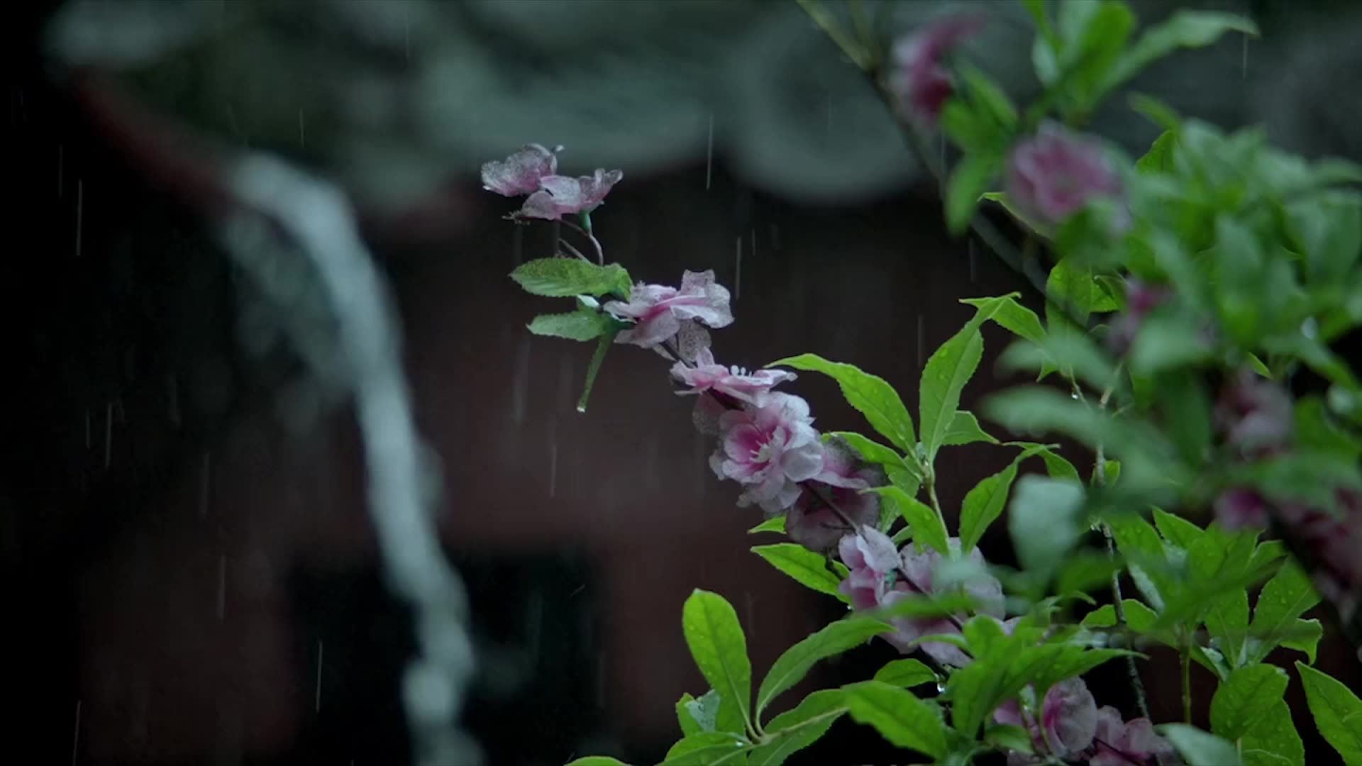 古風一小時劇情向黃梅時節家家雨我與狸奴不出門撫琴聽雨玄飲吃西瓜擼