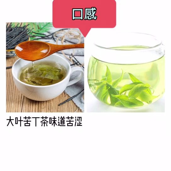 [图]大叶苦丁茶和小叶苦丁茶的区别，你知道吗？