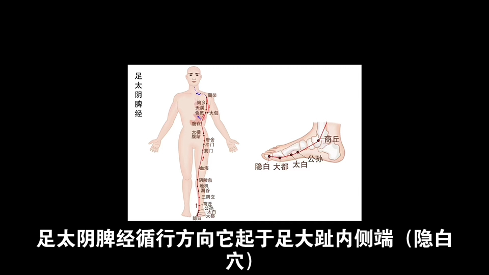 腿部脾经图片