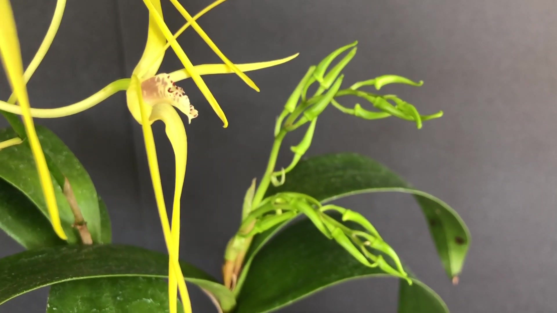 兰花- 仙气飘逸的大明石斛兰 dendrobium hilda poxon_哔哩哔哩
