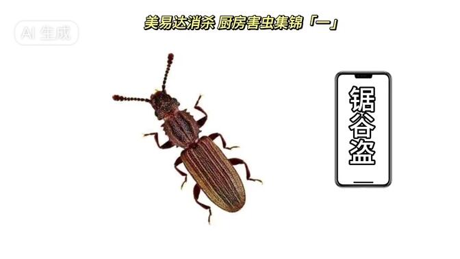 密密麻麻让人难受,锯谷盗就是其中最常见的侵害粮食的虫害,西安消杀
