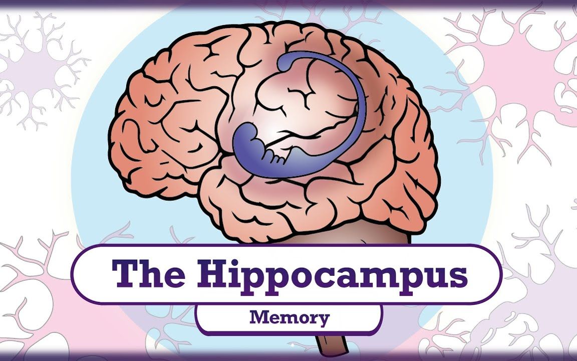 [个人翻译] 记忆与海马 (Memory and the Hippocampus)哔哩哔哩bilibili