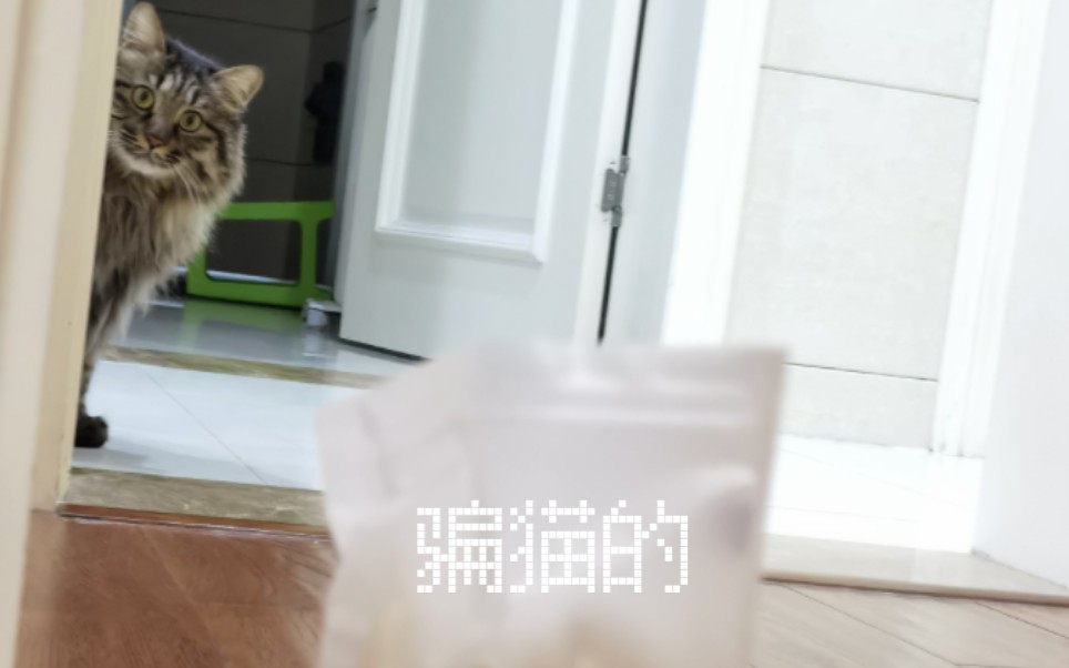 猫 的 诱 惑哔哩哔哩bilibili