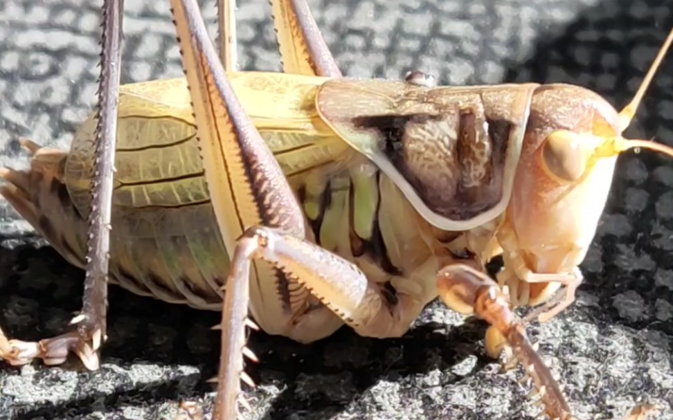 三条褐色新脱,两公一母蝈蝈