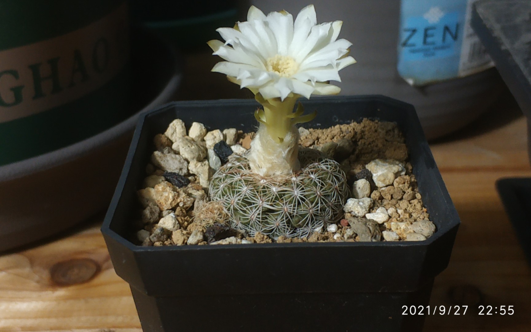 养了个球:第46期比氏圆盘玉仙人球