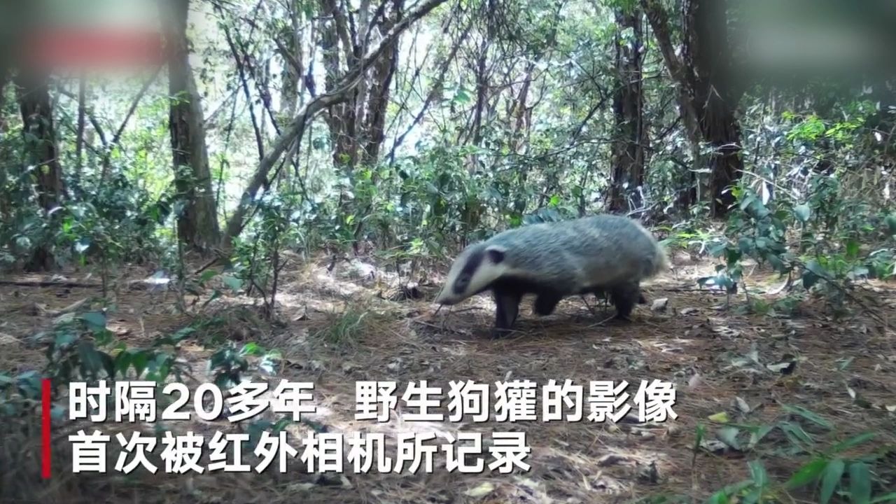 鲁迅先生笔下的猹长啥样呢?哔哩哔哩bilibili