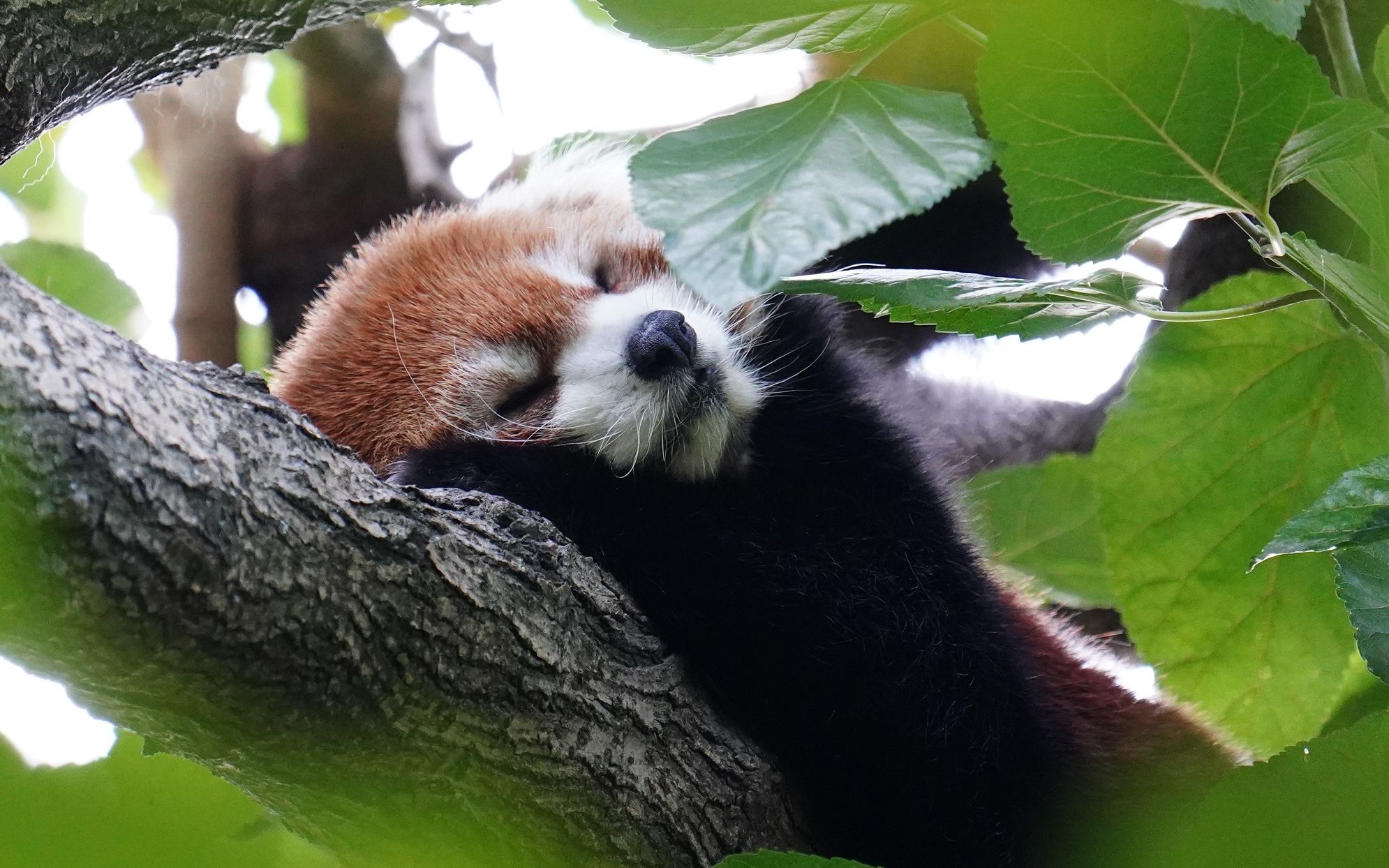 上海动物园小穷猫