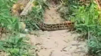 Скачать видео: 深圳梧桐山上遇见的蟒蛇