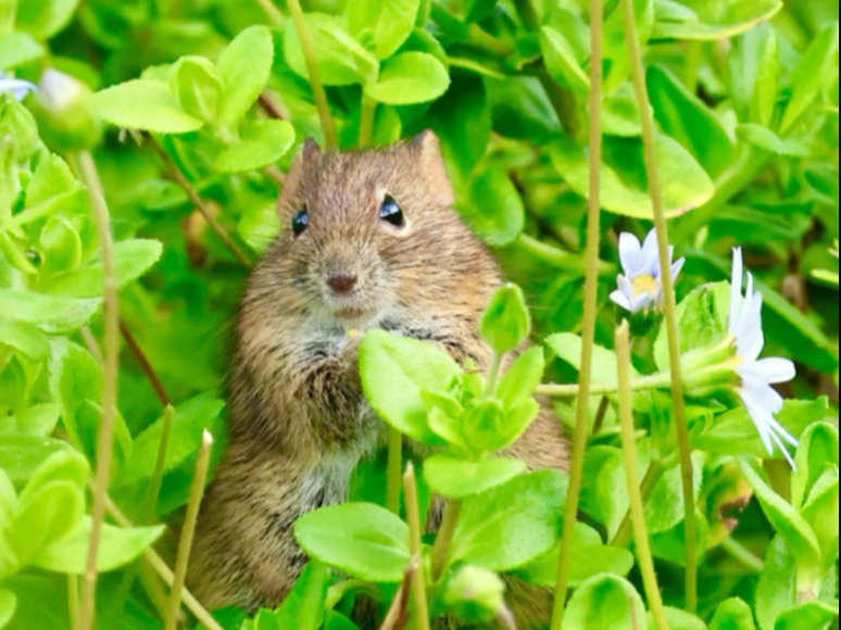 采花大盗 可爱鼠辣！！