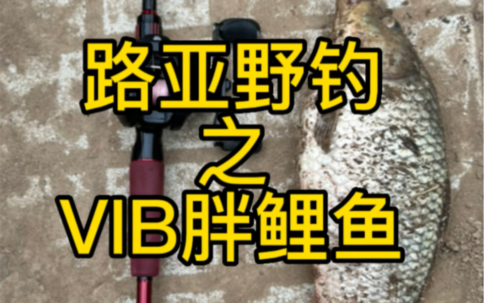 VIB路亚鲤鱼哔哩哔哩bilibili