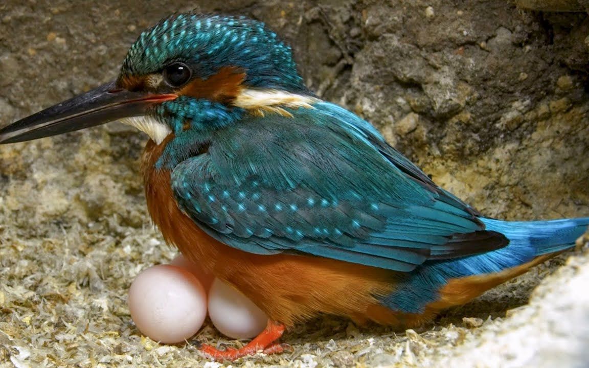 小鸟的孵化过程全图图片