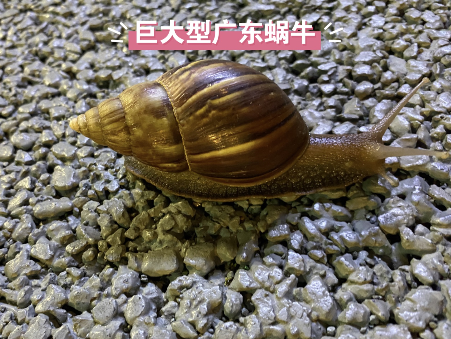 终于见识到广东蜗牛的体量了,巨大