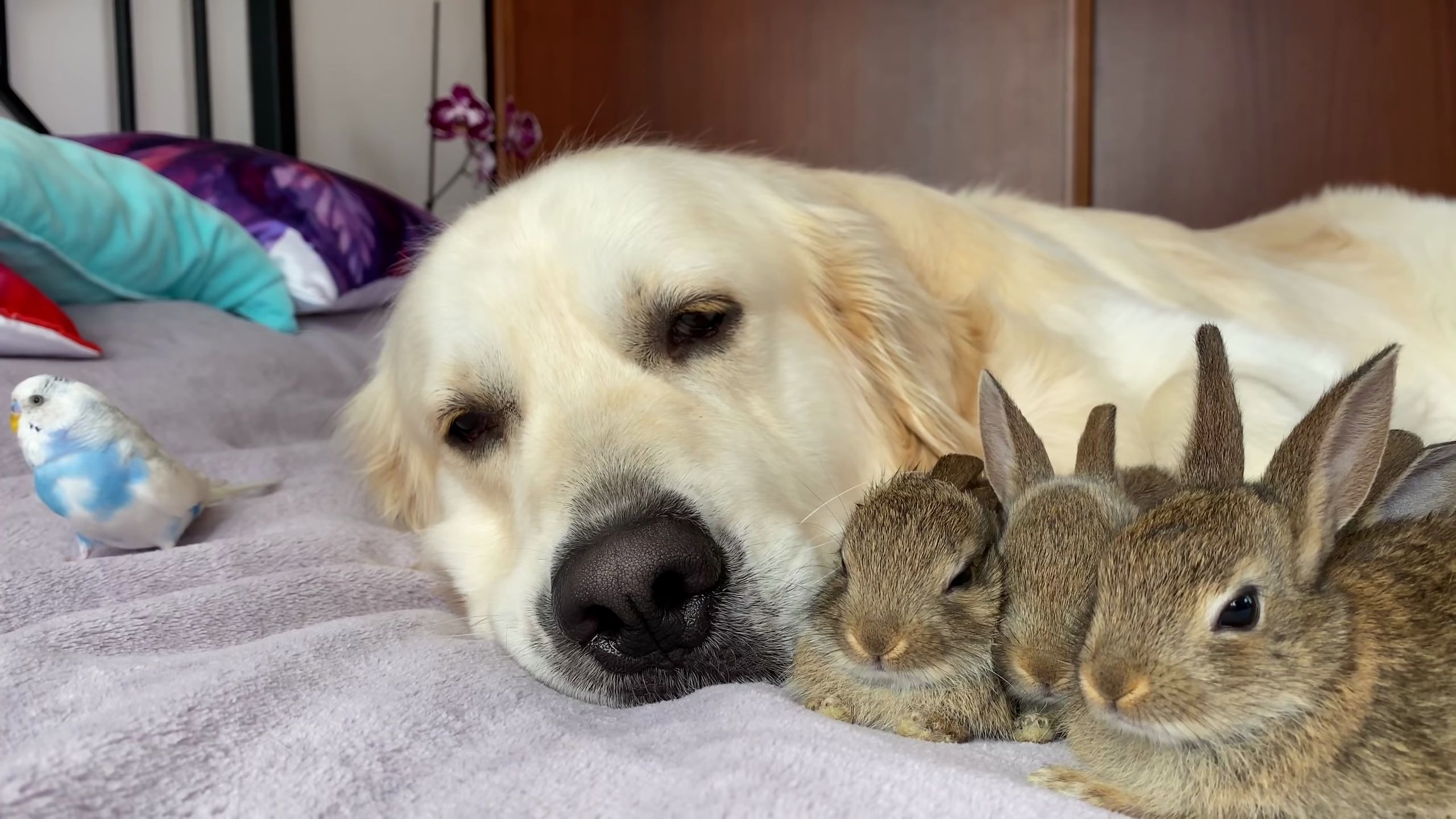 金毛和小兔子一起睡