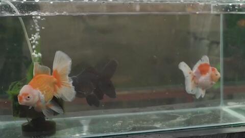 全方位教你辨别金鱼性别 帮助喜欢繁殖的鱼友区别金鱼的雌雄 哔哩哔哩