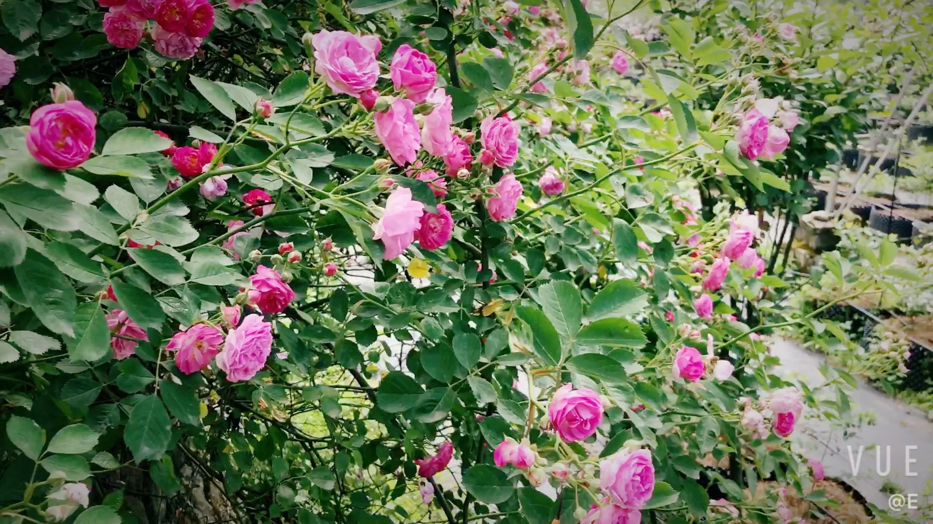 彭州宝山村蔷薇花节图片