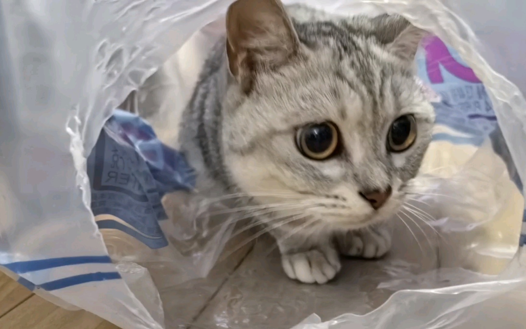小猫咪的新奇玩具之三景田矿泉水包装袋