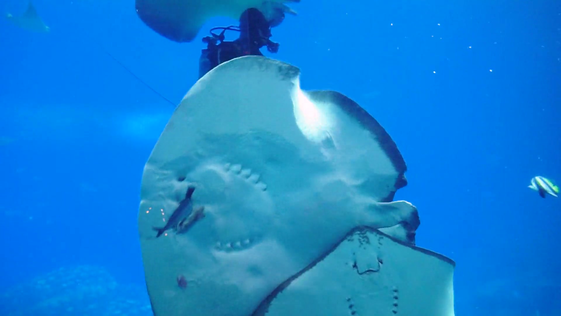 【海洋生物】在珠海水族馆看四分钟板鳃亚纲们吃饭哔哩哔哩bilibili