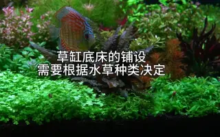 水草种类 哔哩哔哩 Bilibili