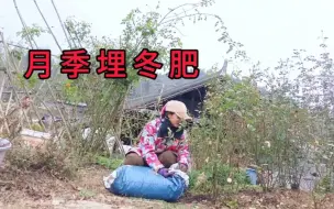 Télécharger la video: 拼了！一切为了春天，月季冬肥给足了坐等春天爆花。今年我施羊粪，花友们你们埋什么肥？