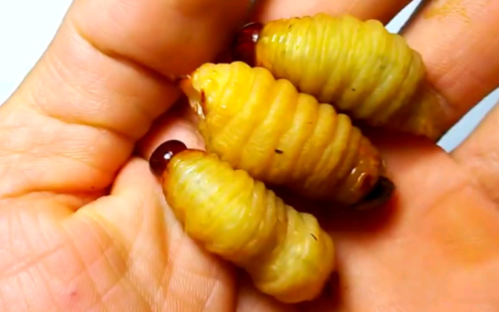 近距离观察椰子虫