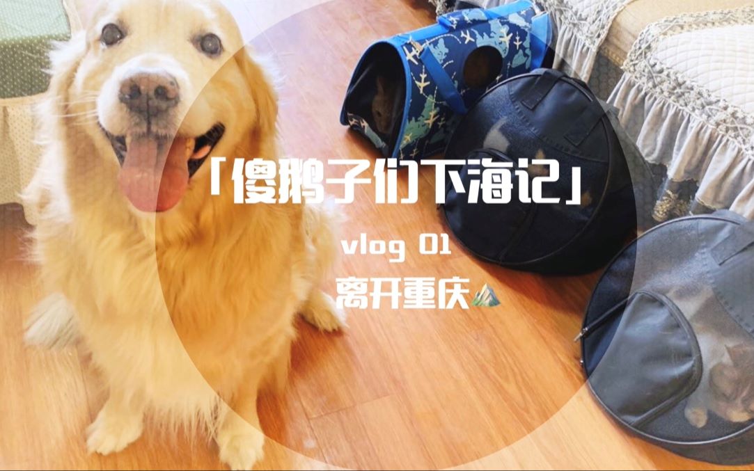 活动作品铲屎官带三猫一狗下海驱车1500公里主子们顶得住吗