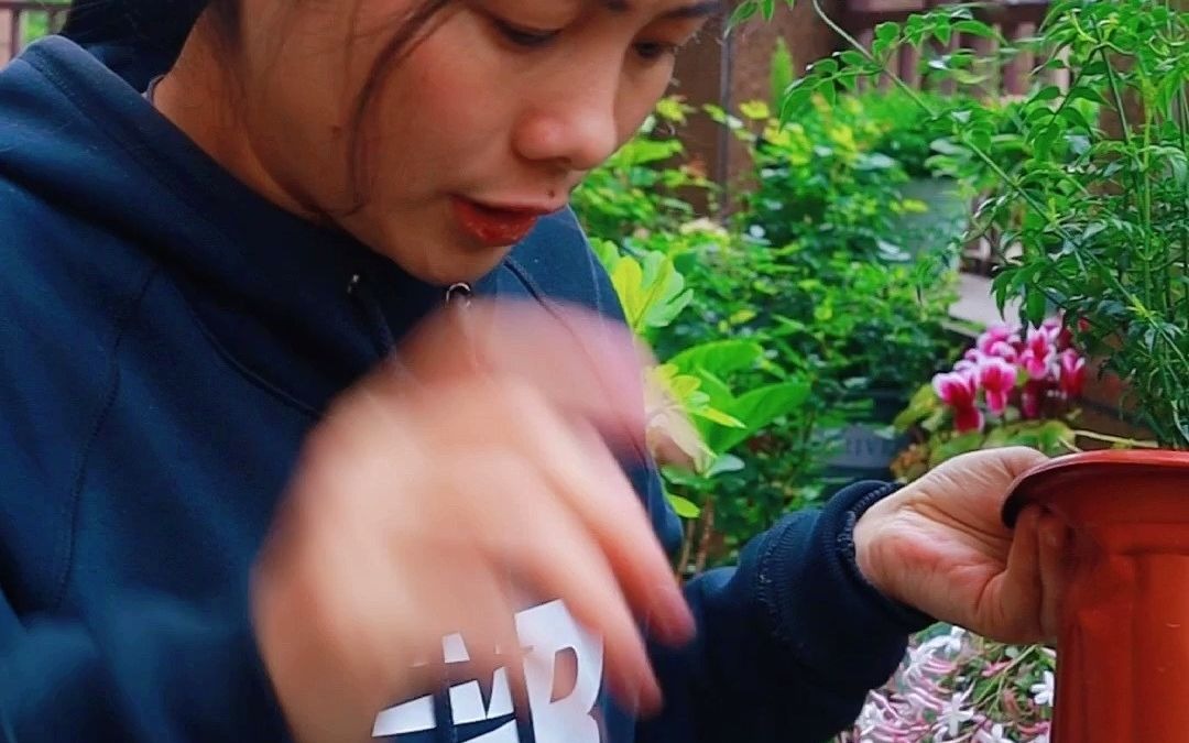 多花素馨注意这一点,开花一簇簇,好像大团白云!哔哩哔哩bilibili