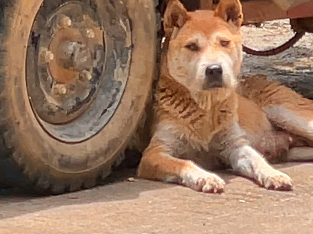 大山偶遇一只黄狗白面,猜猜是公还是母