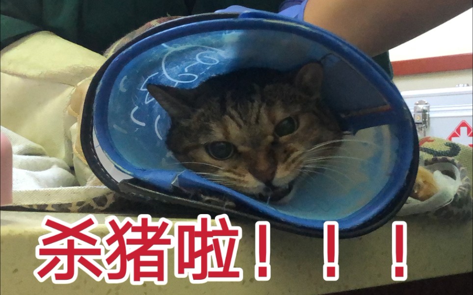 【同济猫咪救助】这才是全网最暴躁猫咪!肥狸花医院疯狂咆哮哔哩哔哩bilibili