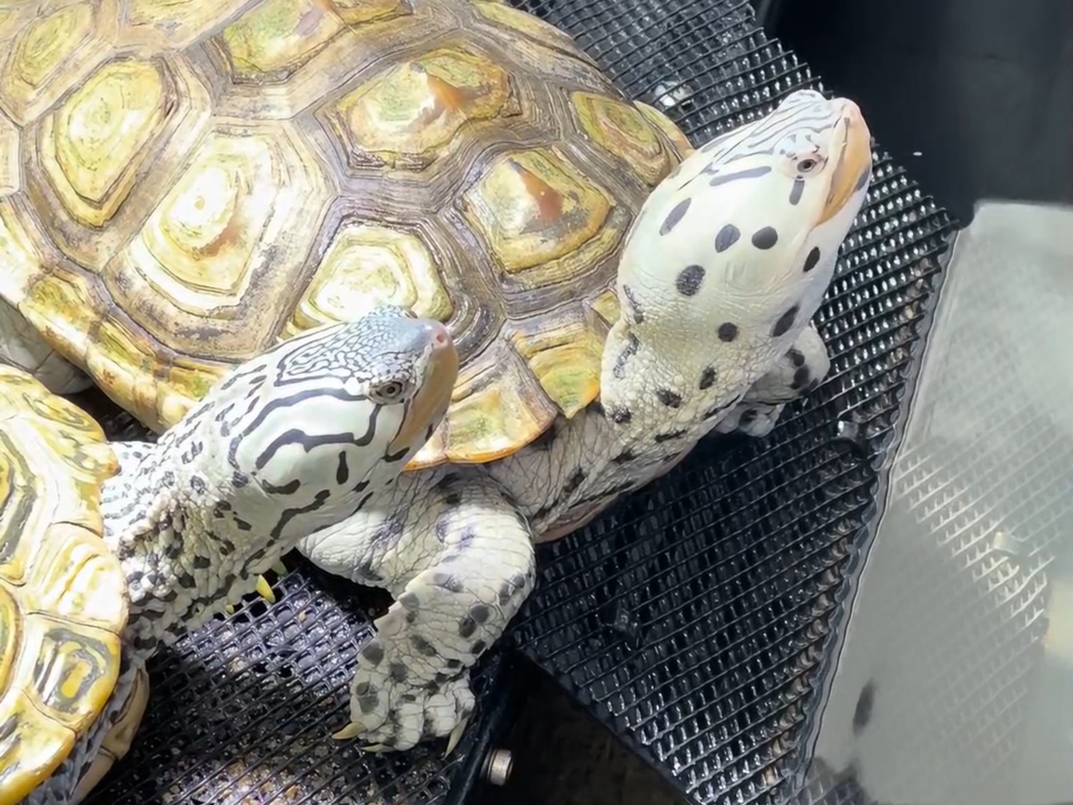 超白豹子和卡钻悠闲地晒背,互动之王钻纹龟,皇冠钻纹龟,豹子钻纹龟,大