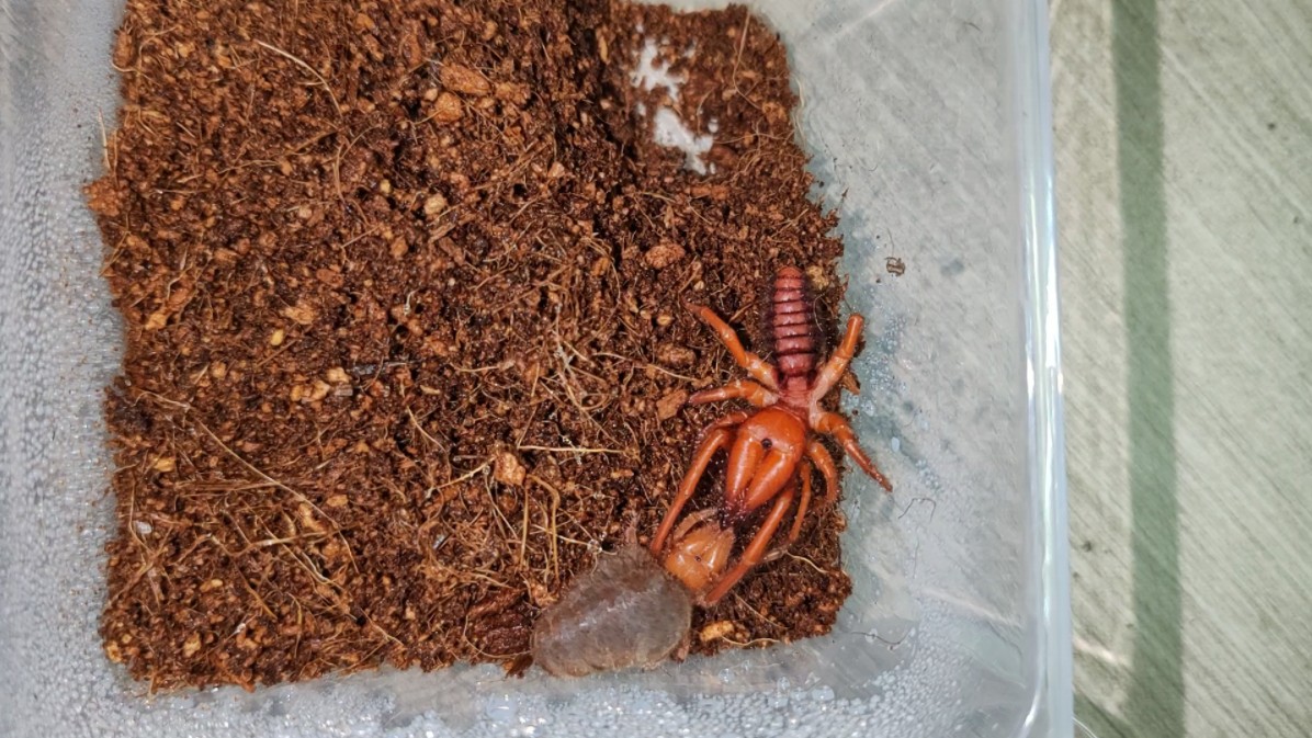 红刺客避日蛛交配