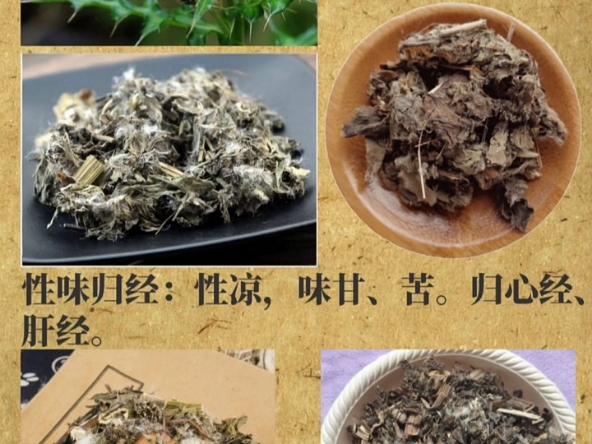 大蓟 别名:大刺儿菜、大刺盖、老虎脷、马蓟、刺蓟、草鞋刺.功效:凉血止血,散瘀解毒消痈#中药材 #中医 中药 #大蓟哔哩哔哩bilibili