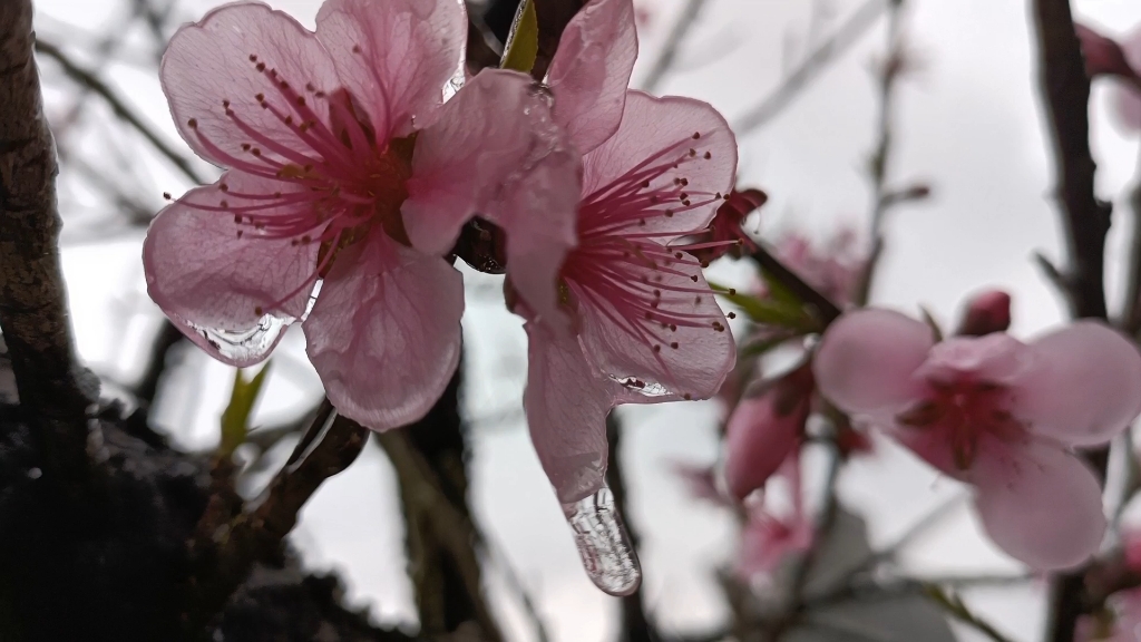 冰与花之桃花夭夭