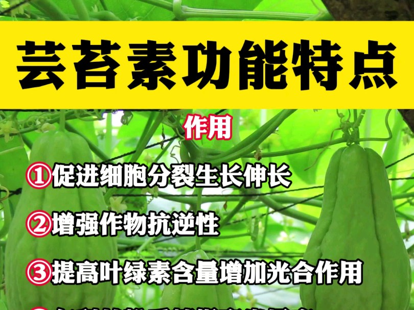 芸苔素功能特点#农业种植 #蔬菜种植 #芸苔素哔哩哔哩bilibili