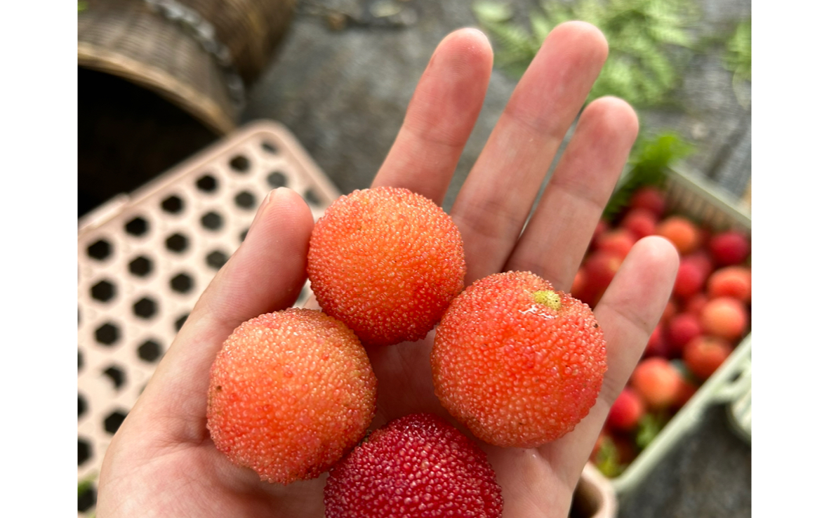 余姚特有西山杨梅