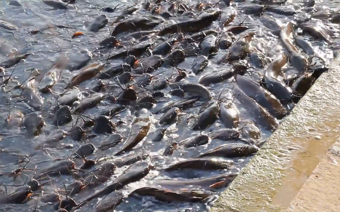 印度鲶鱼泛滥,他们自己不吃却想出口到中国来,网友:我们不答应