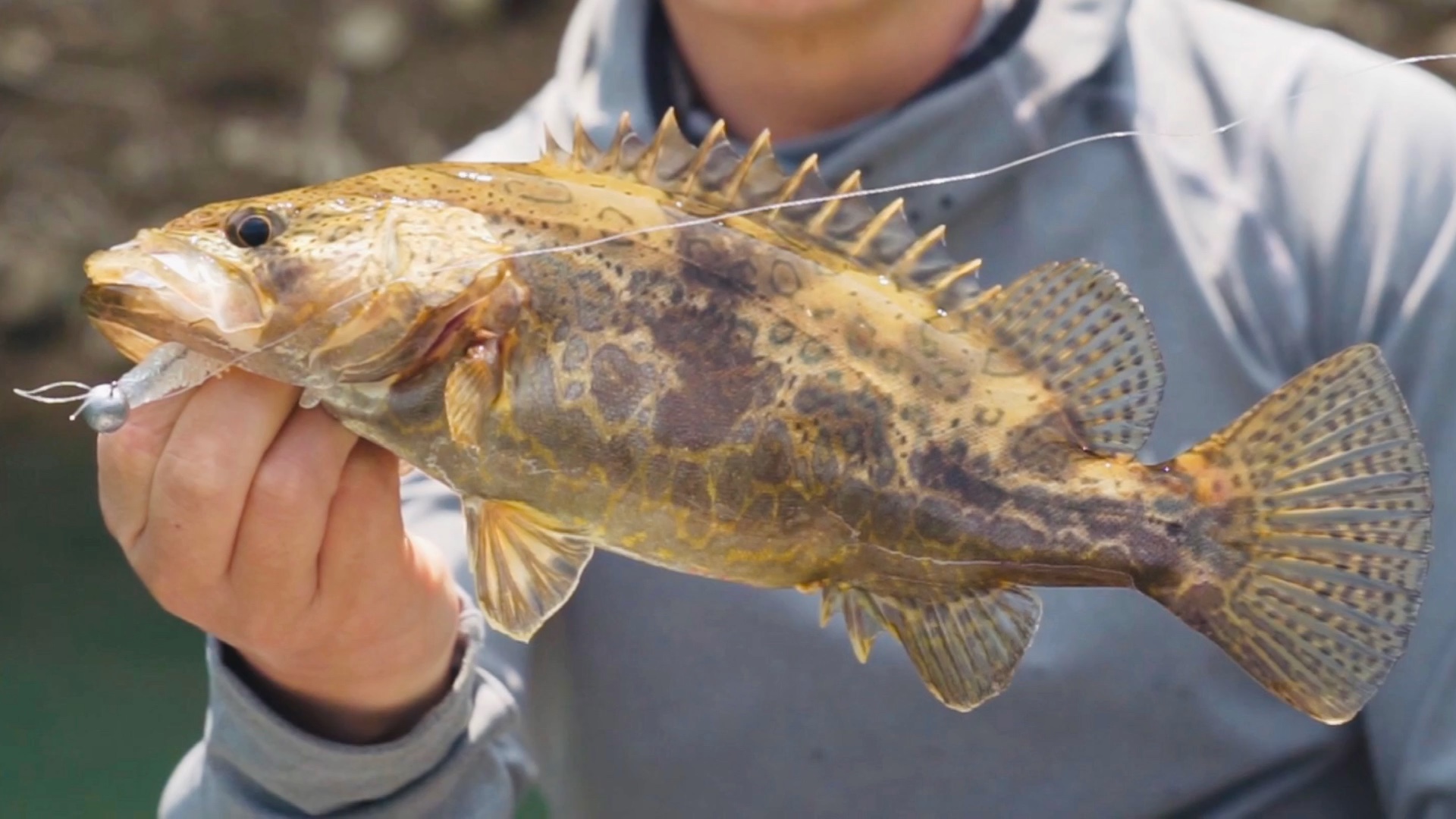 【路亚实战31】上次关于早春作钓斑鳜的知识分享不够严谨