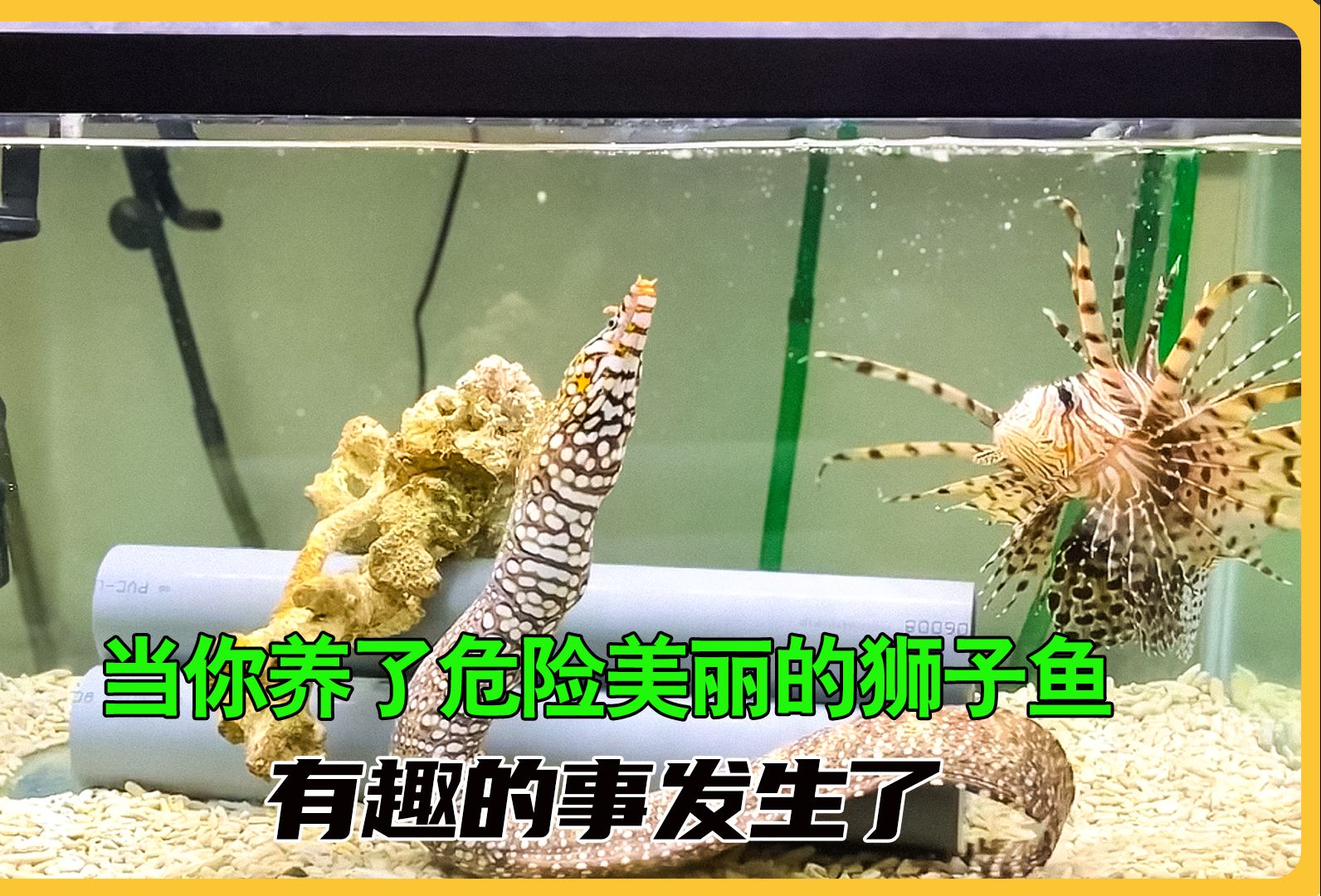 狮子鱼成长记 将海洋最危险的两种生物当宠物养 是种什么体验#狮子鱼 #海鳗 #海缸日记哔哩哔哩bilibili