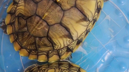 梵高巴西,可爱巴西龟