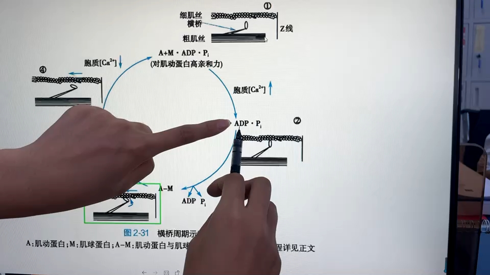 [图]横桥周期【生理学】【肌丝滑行】【粗肌丝】【肌动蛋白】