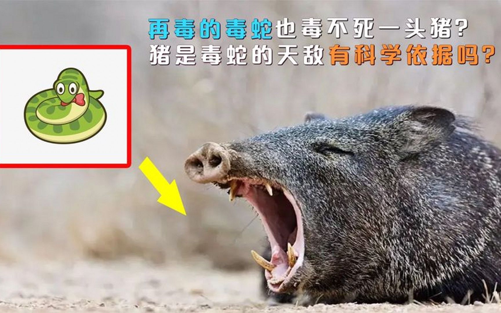 为什么说猪是蛇的克星?这种说法靠谱吗?有什么科学根据呢?